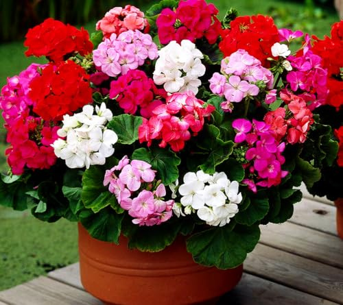 Perennial Bloom Flower Seeds Heirloom Non-GMO Geranium Mix 10+ Seeds Flowers Planting for Outdoor Indoor Potted Plants