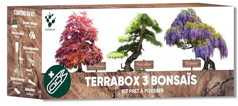 Kit Bonsai pronto a crescere – Semi 100% biologici (Wisteria, Acer Palmatum, Picea Abies) – Idea Regalo Zen Uomo Donna – Mini Giardino Giapponese DIY – Decorazione Interni - Made in France