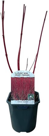 Green boutiQ - Arbustes - Cornus sibirica - Branches Rouges - 1 Plante - Caduc - Peu d'Entretien - Pot 17cm Hauteur 45cm