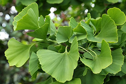 Nuovi semi di piante di Ginkgo Biloba freschi da 100 pezzi Aachondra