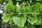 Nuovi semi di piante di Ginkgo Biloba freschi da 100 pezzi Aachondra