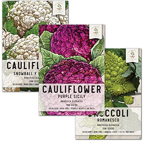 Seed Needs, Cauliflower Seed Packet Collection (3 Varieties of Heirloom Vegetable Seeds for Planting) Non-GMO & Untreated - Includes Romanesco, Purple Sicily Cauliflower and Snowball Y Improved