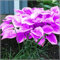 Winterharte, Rizoma hosta, Bulbi di hosta, Rizoma di Hosta, Piante perenni,Bulbi da giardino,Fiori recisi, Decorazione balcone-15 Rizoma-G