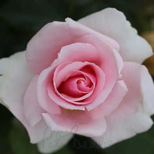 Peter Beales Roses Let There Be Love Bush Rose, Light Pink Double Blooms, 90cm Height, Floribunda