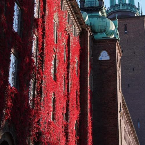 Wilder Wein Pflanze Samen, luftreinigende zimmerpflanzen Wilder Wein Winterhart Schnellwachsend, pflanzen hängend, ausgefallene geschenke kletterpflanzen winterhart mehrjährig 50pcs