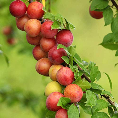 Plum Fruit Tree Standard Patio Hardy Garden Plants Easy to Grow Your Own Plum 'Victoria' 1 x Bare Root Pot by Thompson and Morgan