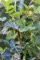 Hedera helix hibernica 60-100 cm - Irischer Efeu, immergrün, ideal als Kletterpflanze, pflegeleicht, winterhart, luftreinigend