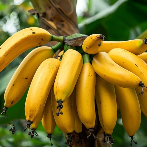 di banana semi di banana rari da colonnari banane siepi, arbusti, decorazioni per il soggiorno resistenti in vaso per uso esterno sostenibili 85pcs