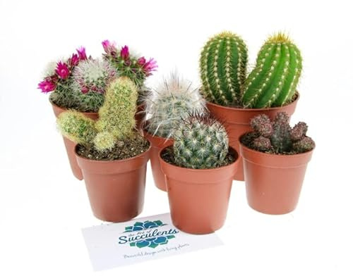 Pack 6 Cactus Plantas de Fácil Cuidado Perfectas para Principiantes
