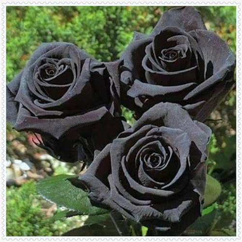 Rosenpflanze, mehrjährige Strauchrose, Gartendekoration, wächst gut in Töpfen-1 Pflanze-A