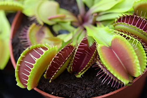 New Fresh 100PCS Venus Fly Trap Plant Seeds Generic