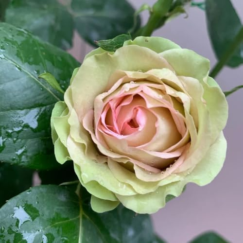 rosal - Rosa chinensis - en trepadoras Decoraciones de jardín exteriores invernaderos de balcón con, semillas, exóticas Cubresuelos 350semillas
