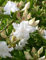 weiß blühende Garten Azalee Rhododendron luteum Whitethroat 60 cm hoch im 7,5 Liter Pflanzcontainer