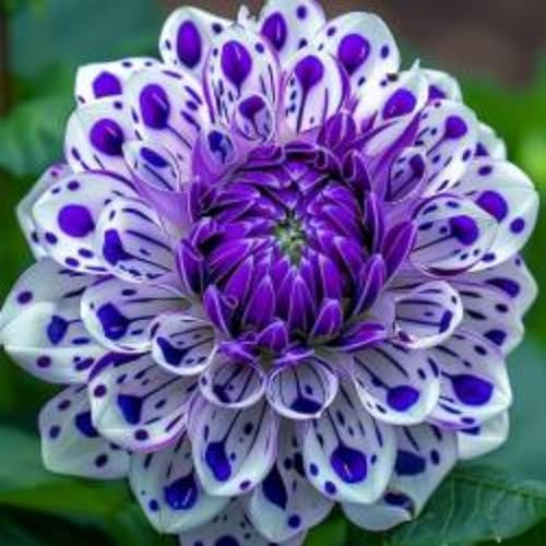 Dahlienzwiebeln Dahlien Sind KräFtig Und Wachsen Schnell Kä Dahlien E Dahlienzwiebeln Blumenzwiebeln MehrjäHrig Winterhart-2zwiebelns-H