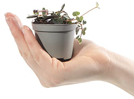 Baby Sweetheart Vine String of Hearts - Ceropegia Woodii Small Evergreen Houseplant | Air Purifying Indoor Plant for Home, Office, Kitchen, Bathroom | Grow Your Own Baby Plants