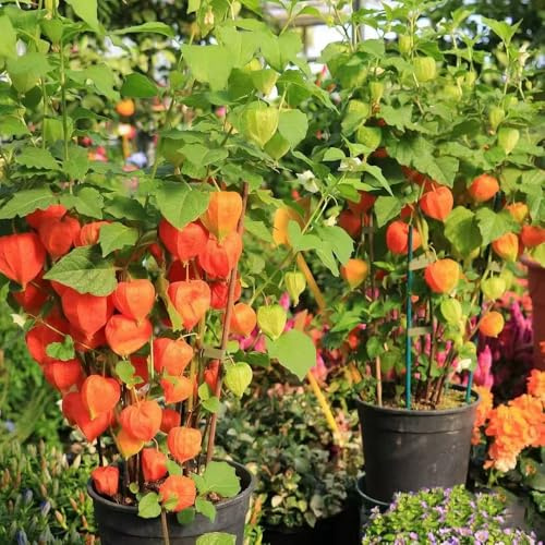 uchuva Semillas de decoración de jardín al aire libre, Physalis peruana, balcón, columnares interior lugares soleados en 100semillas