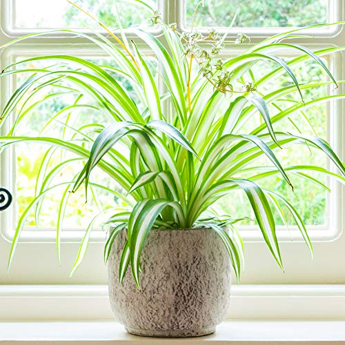 Chlorophytum Variegatum - Plante Araignée | Superbe Plante d'Intérieur | de 20 à 30 cm Pot inclus