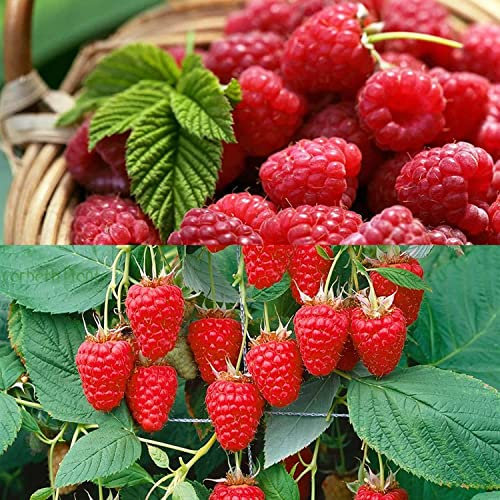 6 x Raspberry Tulameen Bare Root Cane - Grow Your Own Raspberries - Bare Root Raspberry Runner - Fruit Plant (Regular Packaging)