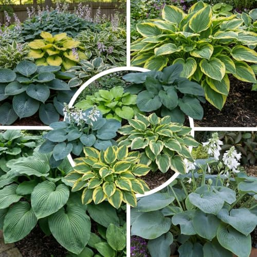 FLORIUM - Hosta Green Garden Kollektion (5 Pflanzen), Mehrjährig mischung von 5 Funkien Sorten, große Winterharte Stauden aus Holland, Hybriden für Beete und Rabatten (kein Samen, zwiebeln)