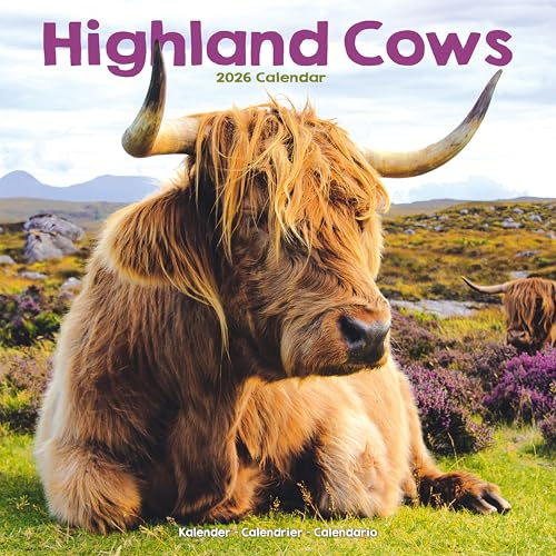 Highland Cows 2026 Calendar | Square Wall Calendar | Farm Animal Gift | Plastic Free Packaging | by Avonside Publishing