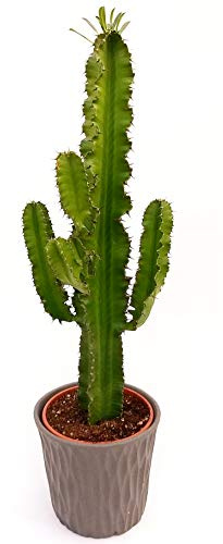 POWERS TO FLOWERS - EUPHORBIA VULCANA ERITREA, SPINA DI CRISTO, CACTUS DEL FREDDO, IN VASO CERAMICA ANTRACITE, vaso 20cm altezza 70cm, pianta vera