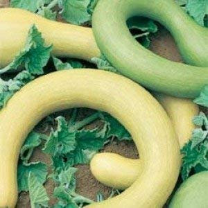 Seekay Courgette Tromboncino Albenga 10 Graines