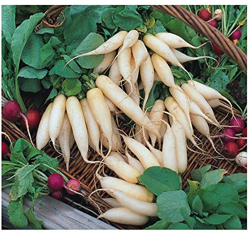 PREMIER SEEDS DIRECT- Radish Seeds - White Icicle - 10 Grams