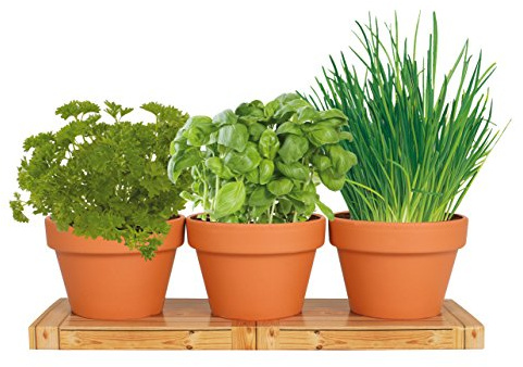 TotalGreen Holland | Herb Trio Grow Kit | Grow Basil Plant, Parsley and Chives this Summer | Grow a Herb Garden From Seed in Terra Cotta Pots | Non-GMO Live Plants