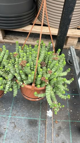 Vivaio Garden Forest Crassula Hottentot Vaso 14 cm
