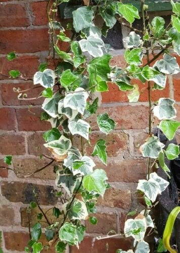 Golden Child Trailing Ivy Cuttings Hedera Climber Couvre-sol pour pergola