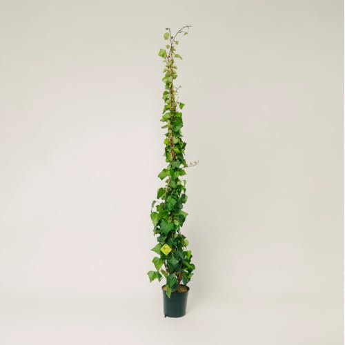 Plantì Hedera Algeriensis | Edera Rampicante da Esterno in Vaso 19 cm, Altezza 150 cm | Piante da Giardino, Rampicanti per Muro, Concimazione 6 Mesi con Plantì