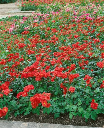 Rosa 'La Sevillana' – Winterhart, Mehrjährig, Pflegeleicht – Beetrose – Beetpflanze für Garten & Rabatte