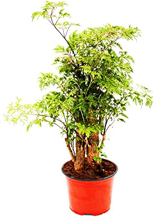 Exotenherz - Fiederaralie - Polyscias fruticosa - pflegeleichte Zimmerpflanze mit Stamm - 12cm Topf