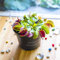 Easy Plants 1 VENUS FLY TRAP INSECT KILLER CARNIVOROUS PLANT IN 9CM POT NATURAL PEST CONTROL