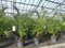 gruenwaren jakubik 2 Stück Palme 90-120 cm, Phoenix canariensis, kanarische Dattelpalme, kräftige Palmen, keine Jungpflanzen