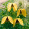 GardenersDream Clematis Tangutica - Gelbe Kletterpflanzen Winterhart - Clematis Winterhart Mehrjährig Pflanze - Balkon Pflanzen Glockenblütig