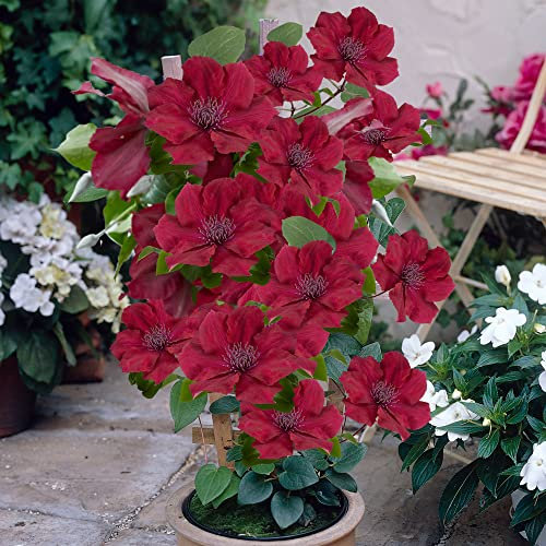 You Garden - 2 x Patio Clematis 'Nubia Boulevard' in 10.5cm Pots