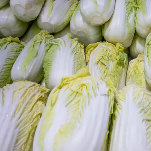 Semillas de col china - variedades antiguas Semillas de Pak Choi - de interior semillas para camas elevadas semillas de exóticas del balcón de jardín 600pcs
