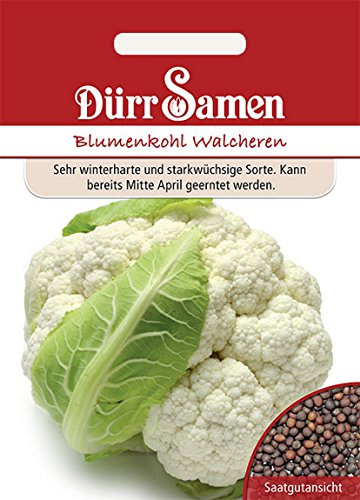 Blumenkohl, winterhart, Walcheren, Brassica oleracea, Samen, Saatgut