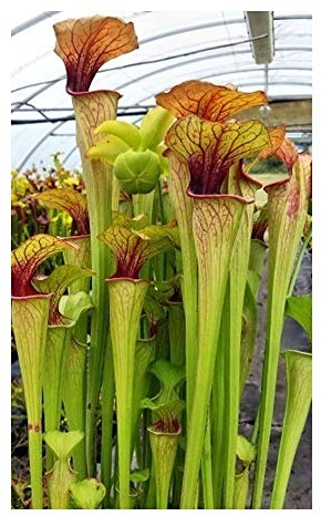 Sarracenia oreophila very fat pitchers - gruene Kannenpflanze - 5 Samen