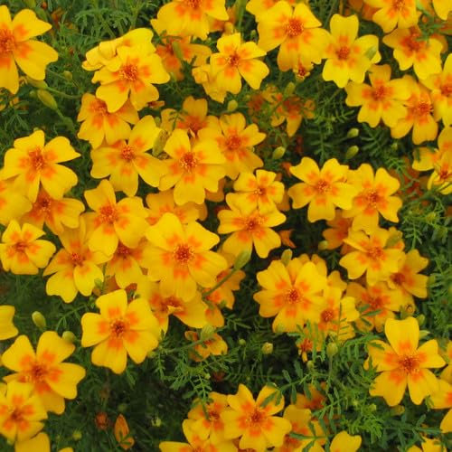 Plant World Seeds - Tagetes Tenuifolia 'Tangerine Gem' Seeds (Annual Flower Seeds)
