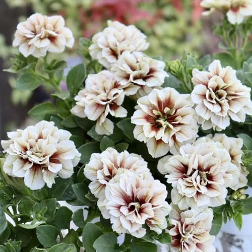 semillas de petunia colgando de silvestres, lecho elevado petunia petunia raras, decoración de salón decoraciones, 500pcs