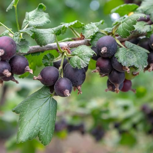 Carbeth Plants - 3 x Jostaberry Bush Ribes x Nidigrolaria in 9cm Pot. Gooseberry/Blackcurrant Hybrid Fruit Plant for Outdoor. Produces Large Shiny Black Berries During The Summer, 3x9cm Potted Plant