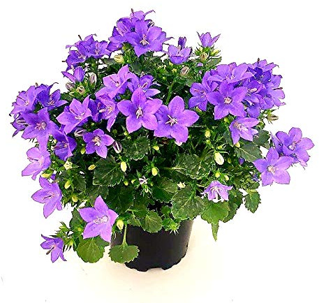 POWERS TO FLOWERS - CAMPANULA CARPATICA BLU, pianta vera