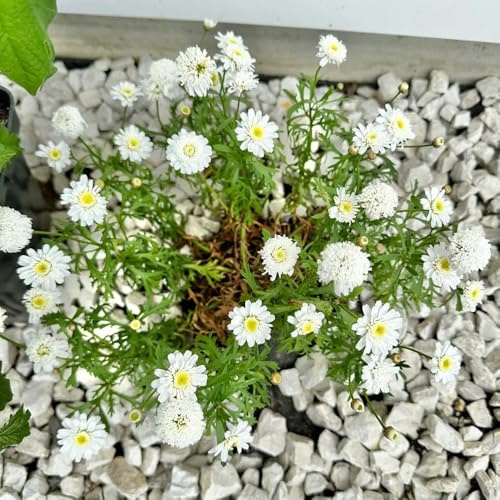 Semi di margherita perenne-vaso per,crescita rapida resistenti per il giardino,colorate da giardino perenni resistenti 250pcs