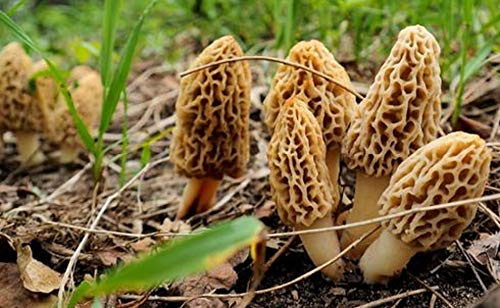 Mycélium de Morille Blonde Kit de culture champignons 15ml/50 ml Mushrooms (tube, 50ml)