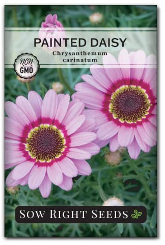 Sow Right Seeds - Painted Daisy Seeds for Planting - Non-GMO Heirloom Seeds Packet with Instructions - Wonderful Pink Blooms to Attract Pollinators - Cut and Come Again - Rare and Attractive (1)