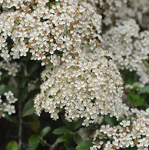 Feuerdorn Mohave 40-60cm - Pyracantha