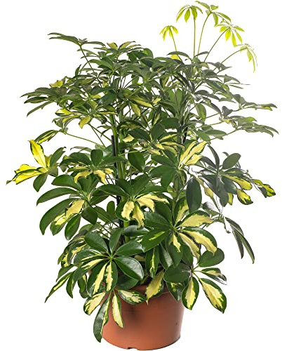 Plante d'intérieur rare, Schefflera Gold Capella, grande et toujours verte.
