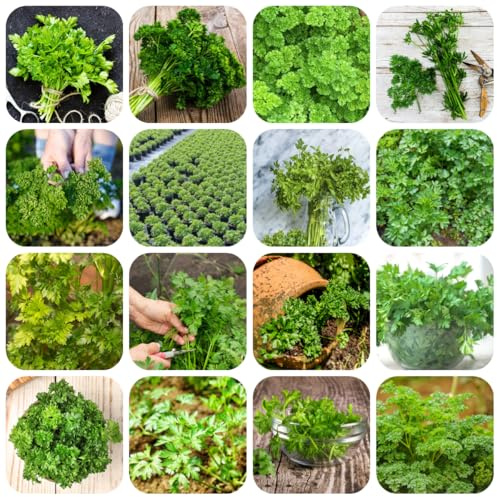 petersilie bodendecker gartenkräuter winterharte mehrjährige petersiliensamen, balkon kräutergarten 1200samen